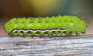 18 Amazing Before and After Photos of Caterpillar Transformations