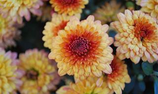 20 Gorgeous Chrysanthemums Found All Over the World