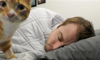 Adorable Reasons Why Cats Love Sleeping With Their Owners