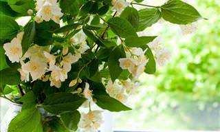 7 Fragrant Houseplants for a Nice Smelling Home