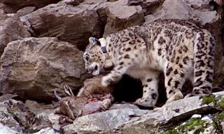 Silent Shadows: How Snow Leopards Hunt in the Wild