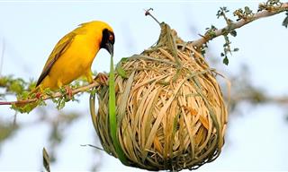 When Animals Become Artists: 15 Weird & Amazing Bird Nests