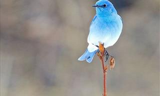 19 Gorgeous Birds You Might Not Have Seen Before