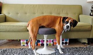 Adorable Photos: Pets vs. Furniture