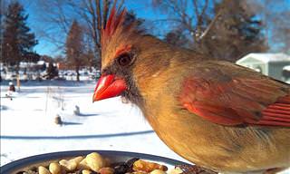 Gorgeous Photos of Feeding Birds