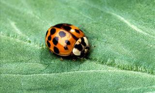 Attracting Beneficial Garden Insects