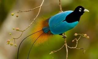 The Gorgeous Birds of Paradise