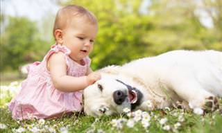 Pets Show Their Affection for Babies