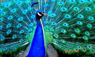 The Incredible Colors of the Peacock