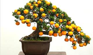 A Guide to Growing Bonsai Fruit Trees