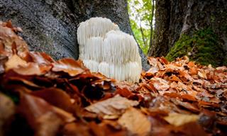 Lion's Mane Mushrooms Found to Boost Memory & Nerves