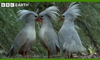 Kagu: One of the Most Curious Birds in the Animal Kingdom