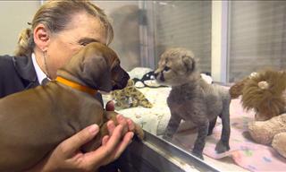 A Story of Love Between Cheetah and Pup...