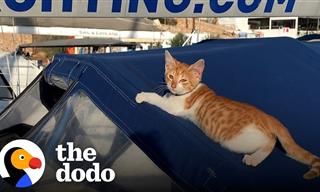 Your Daily Dose of Feline Fun- Meet Fred the Sailor Cat