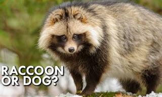 This Japanese 'Raccoon Dog' is Such a Unique Animal!