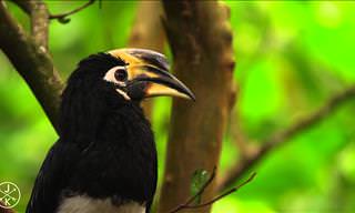 This Video of Wild Life Animals Up-Close Will Leave You in Awe