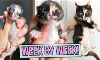 Witnessing the Growth of Kittens Week by Week