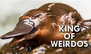 Nature Lesson: Facts about the Weird & Wonderful Platypus