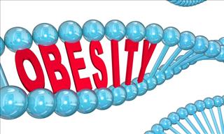 What Role Do Genetics Play in Obesity?