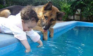 Funny Compilation of Dogs Being the Best Nannies