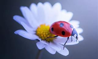 A Fascinating Close-Up Look at the World of Ladybugs