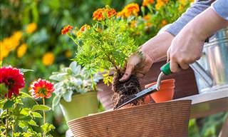 Gardening Tips: 11 Ways You May Be Messing up Your Garden