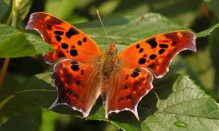 23 Rare and Stunning Butterfly Species