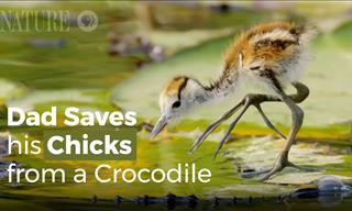 Smart Jacana Bird Save Its Babies From Predators