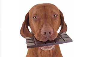 Why Dogs Should Never Eat Chocolate