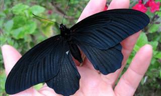 15 Beautiful All-Black Melanistic Animals