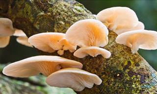 A Beautiful Time Lapse of Mushrooms Growing