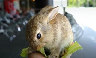 Why Is This Japanese Island Full of Rabbits?