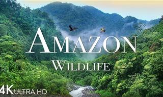 Discover the Amazing Wildlife of the Amazon in Stunning HD