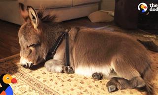 This Adorable Trained Donkey Will Steal Your Heart!