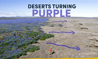 How 2 Spoons of Seeds Made an Entire Desert Flourish