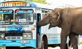 Wild Elephant Shuts Down Road. You'll Never Guess Why...