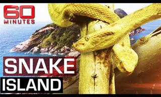 Snake Island: The Most Dangerous Spot on Earth