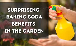 Use Baking Soda to Take Care of Your Garden – 5 Handy Tips