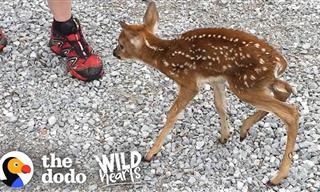 Baby Deer Asks People to Save Her, They Deliver!