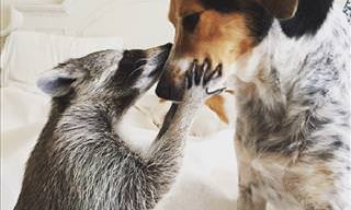 Adopted Raccoon Thinks That She's a Dog