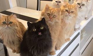 12 Persian Cats Under One Roof