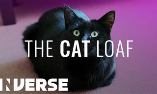 Why Do Cats 'Loaf'?