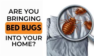 How You Could Be Bringing Bed Bugs Into Your Home