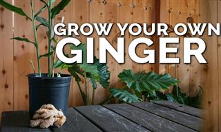 How to Grow Store-Bought Ginger at Home in a Pot