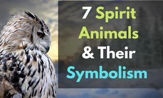 Find Out Your Spirit Animal and What It Represents