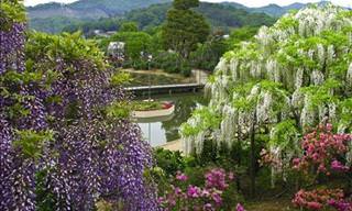 Who Wouldn't Want to Visit the Ashikaga Flower Park