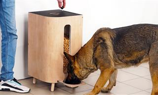 Build Your Own DIY Dog Food Dispenser With EASY Steps