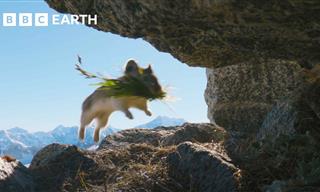 Watch How This Cute Pika Gets Its Snacks