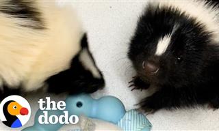 Adorable Baby Skunk