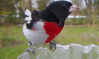 This Backyard Feeder Camera Attracted a Variety of Birds